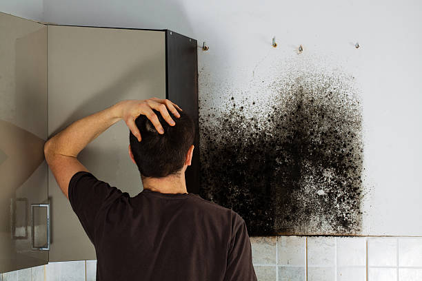 Professional Mold Removal in Riley, KS